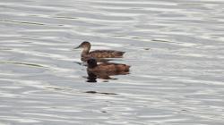 Foto Pato Cabeza Negra