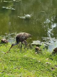 Foto Carau