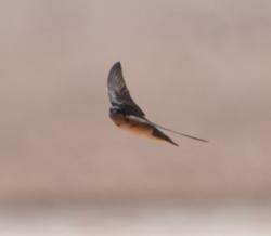 Foto Golondrina Tijerita