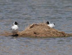 Foto Gaviota Andina