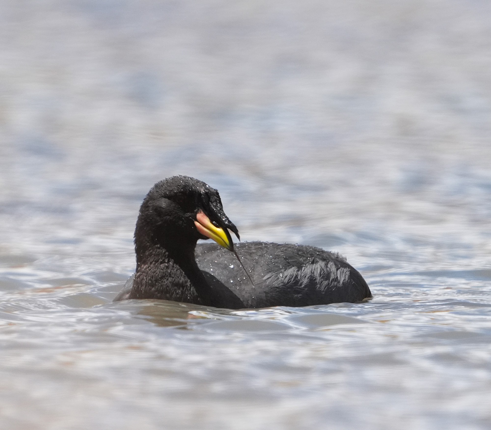 Fulica&nbsp;cornuta