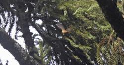 Foto Coludito de los Pinos