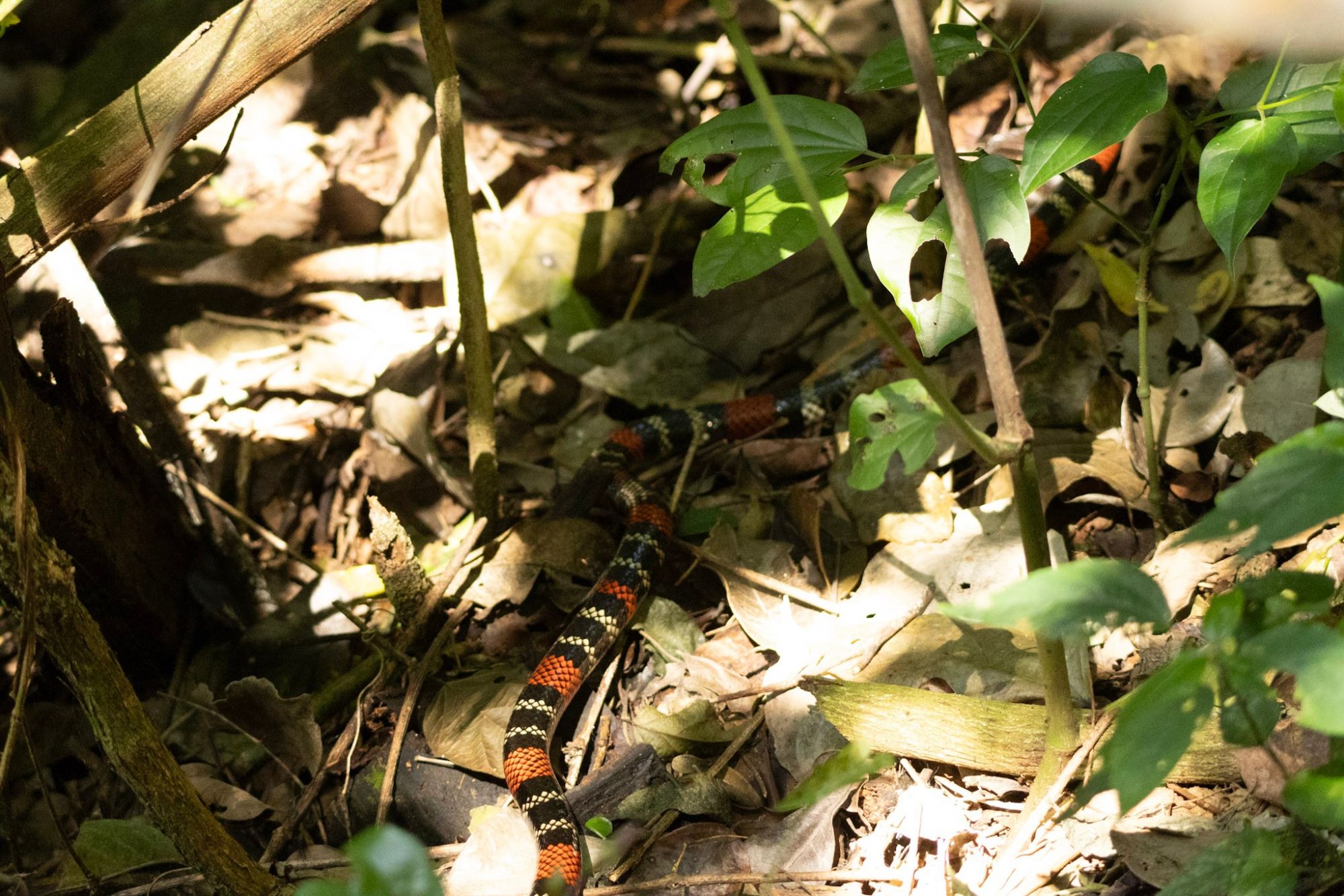 Foto Serpiente de Coral Roja Y Negra