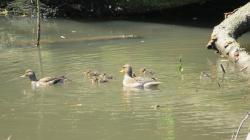 Foto Pato Barcino
