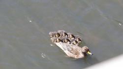 Foto Pato Barcino