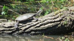 Foto Tortuga de Laguna