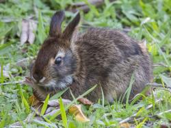 Foto Tapetí