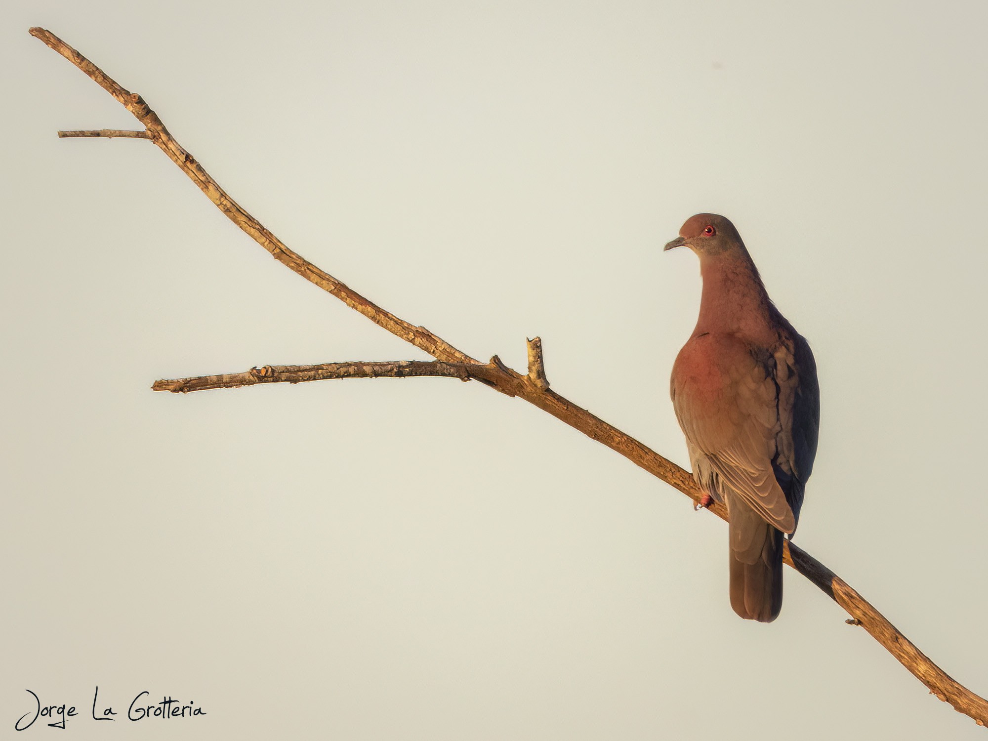 Paloma Colorada (Patagioenas cayennensis)