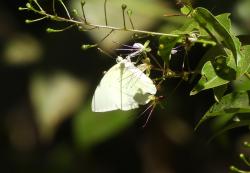 Foto Mariposa Azufre Limón