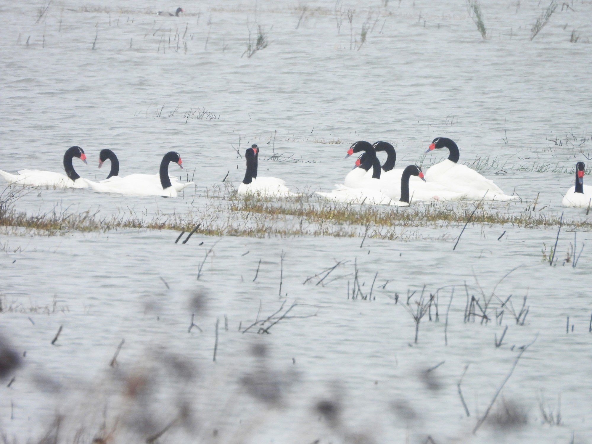 Foto Cisne Cuello Negro