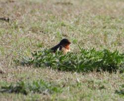 Foto Golondrina Tijerita