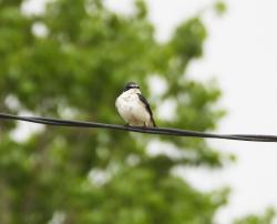Foto Golondrina Ceja Blanca