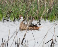 Foto Pato Gargantilla
