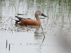 Photo Pato Cuchara
