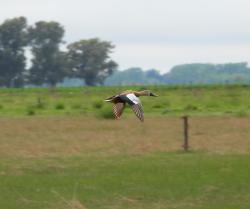 Photo Pato Cuchara