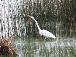 Foto Garza Blanca