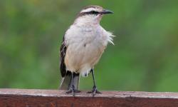Foto Calandria Grande
