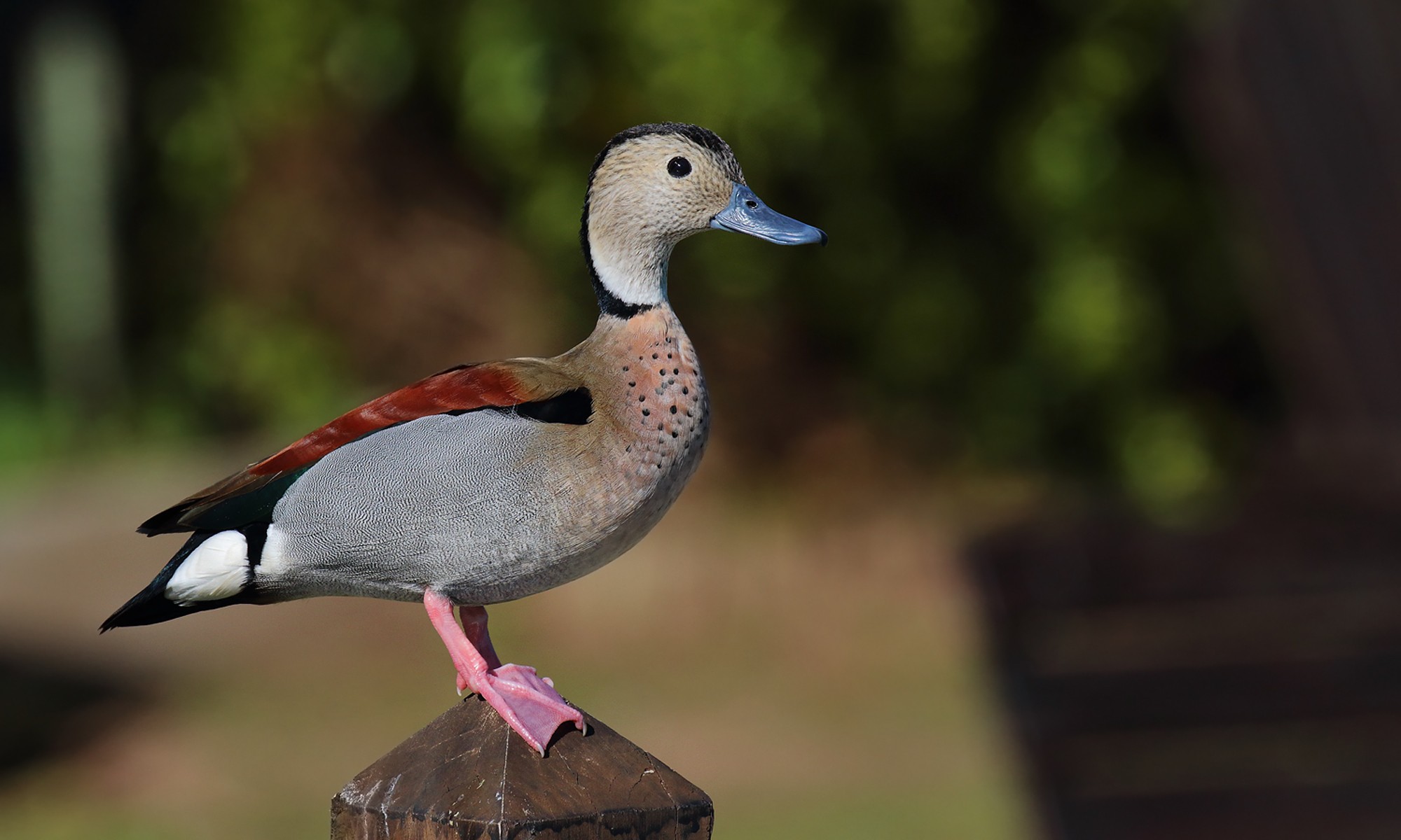Foto Pato de Collar