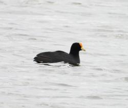 Foto Gallareta Chica