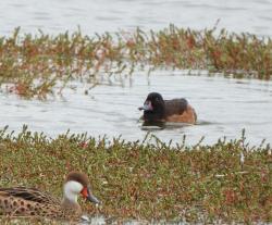 Foto Pato Cabeza Negra