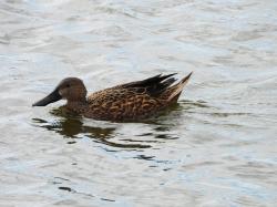 Photo Pato Cuchara