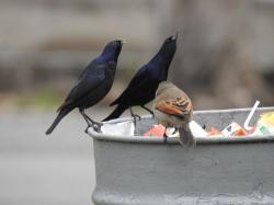 Foto Tordo Renegrido