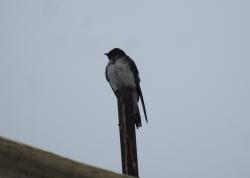 Foto Golondrina Doméstica