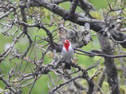 Foto Cardenal Común