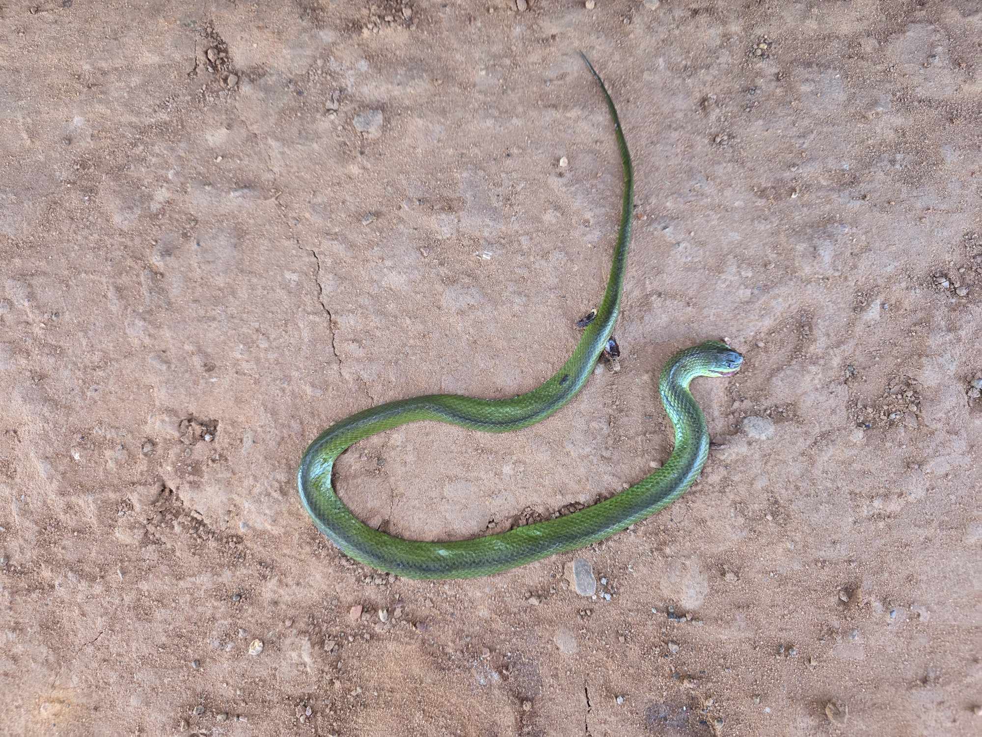 Foto Culebra Verde Panza Rosada