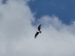 Foto Águila Pescadora