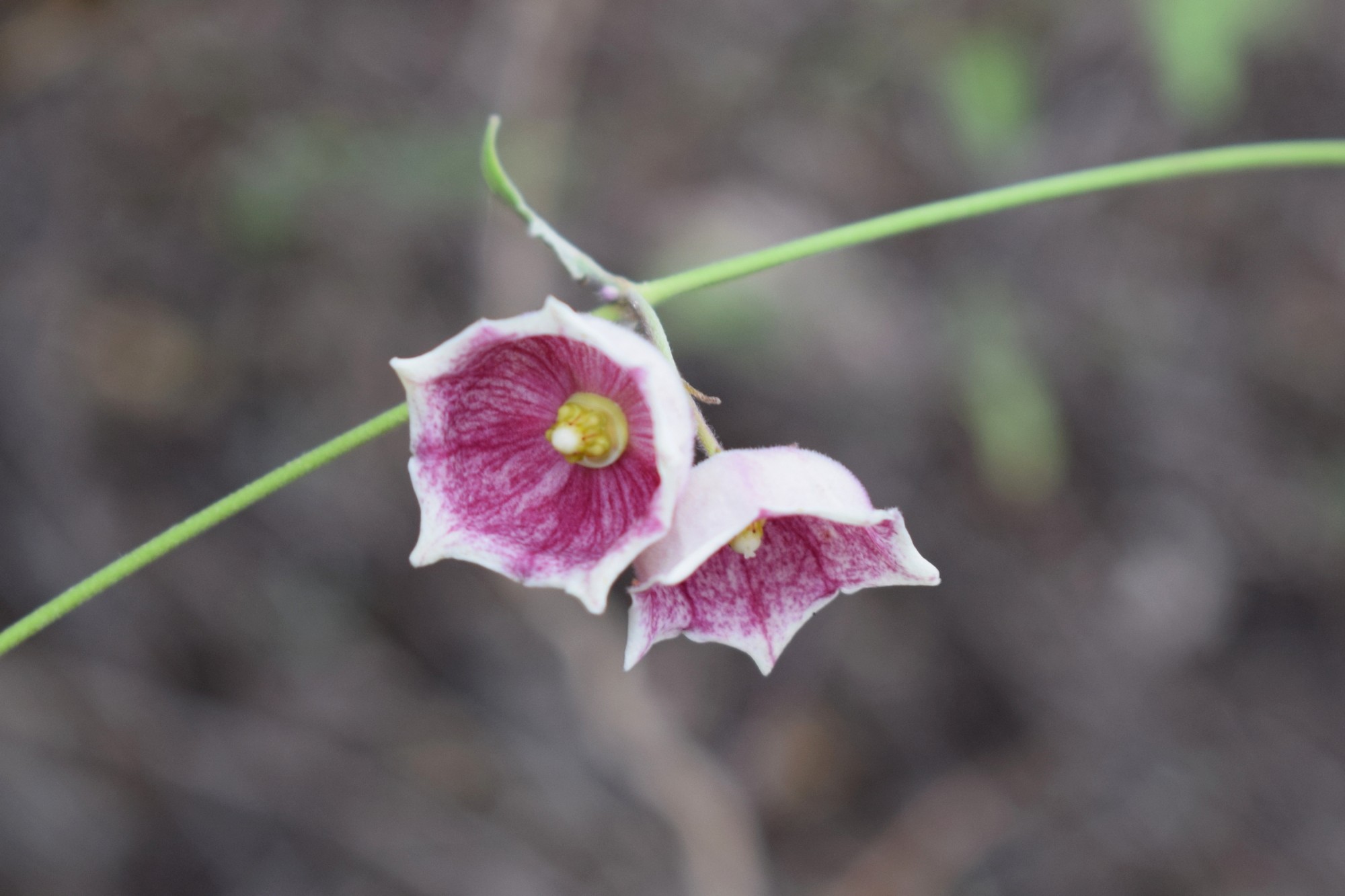 Philibertia&nbsp;gilliesii