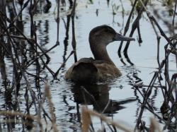 Foto Pato Cabeza Negra