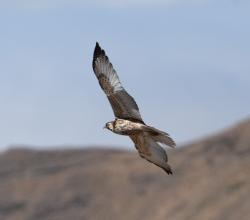Photo Aguilucho Común
