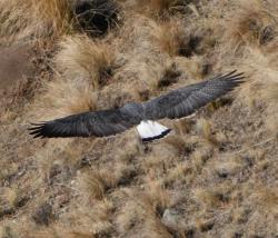Photo Aguilucho Común