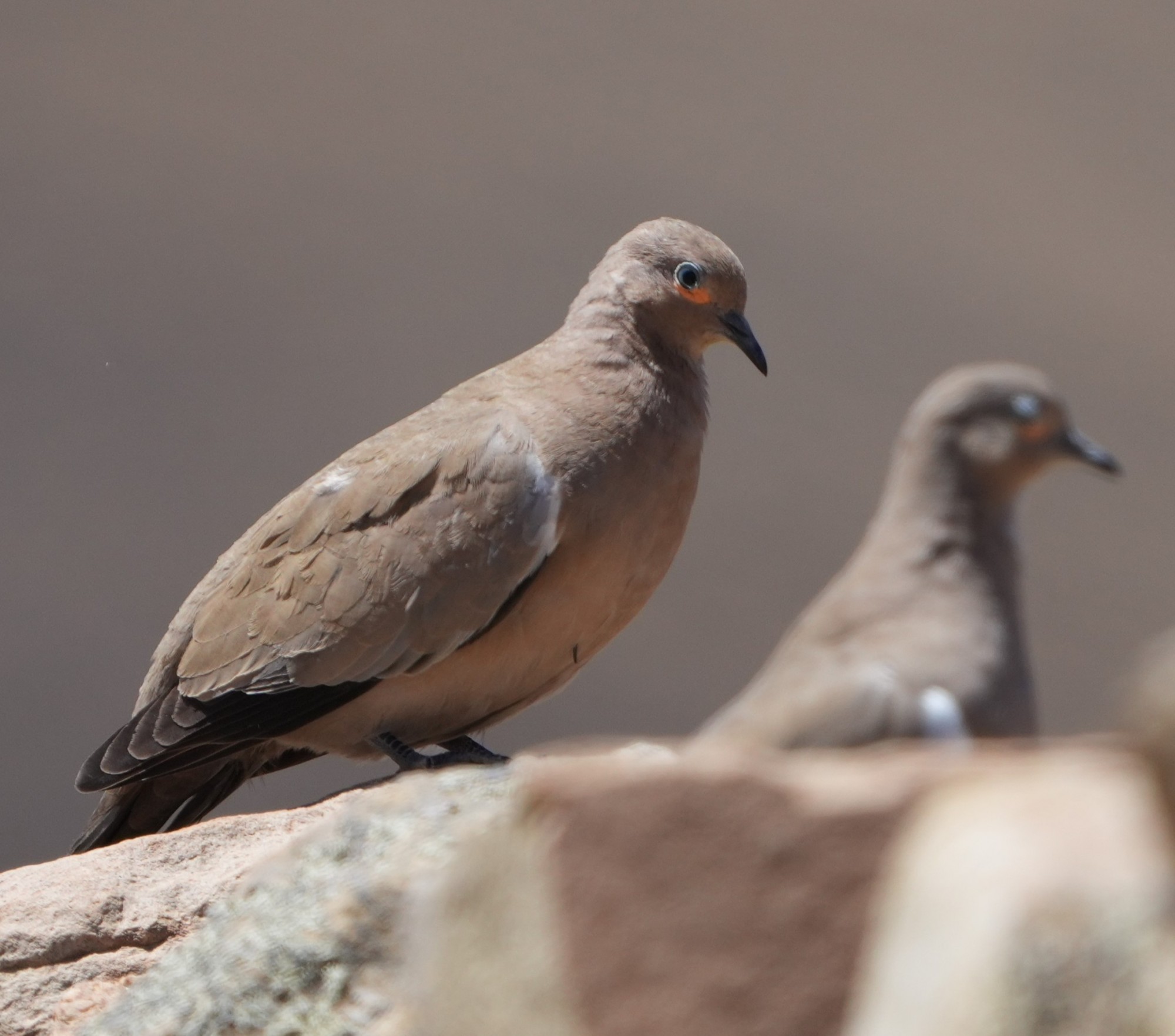 Foto Palomita Cordillerana