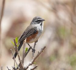 Foto Monterita Pecho Gris