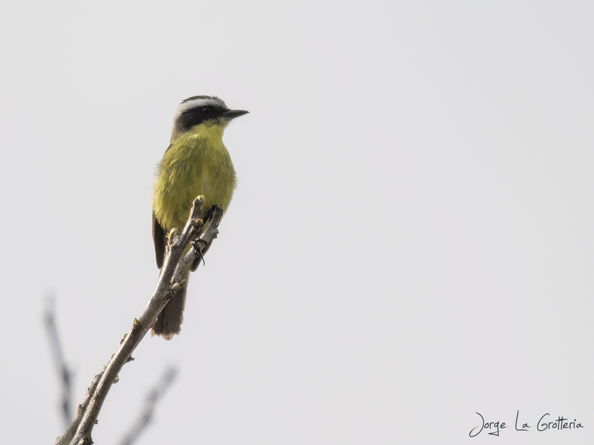 Benteveo Chico (Conopias trivirgatus)