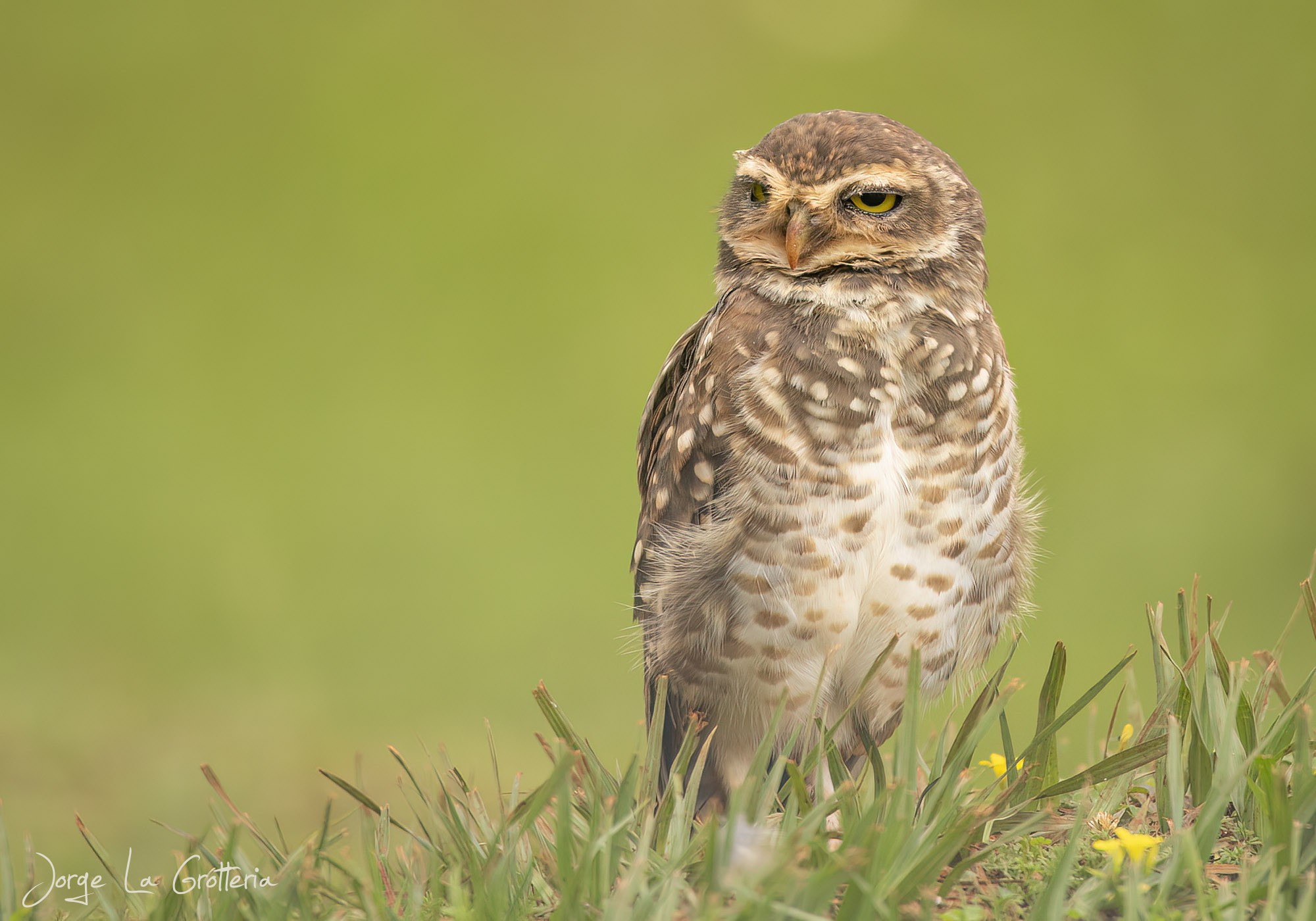 Lechucita Vizcachera (Athene cunicularia)