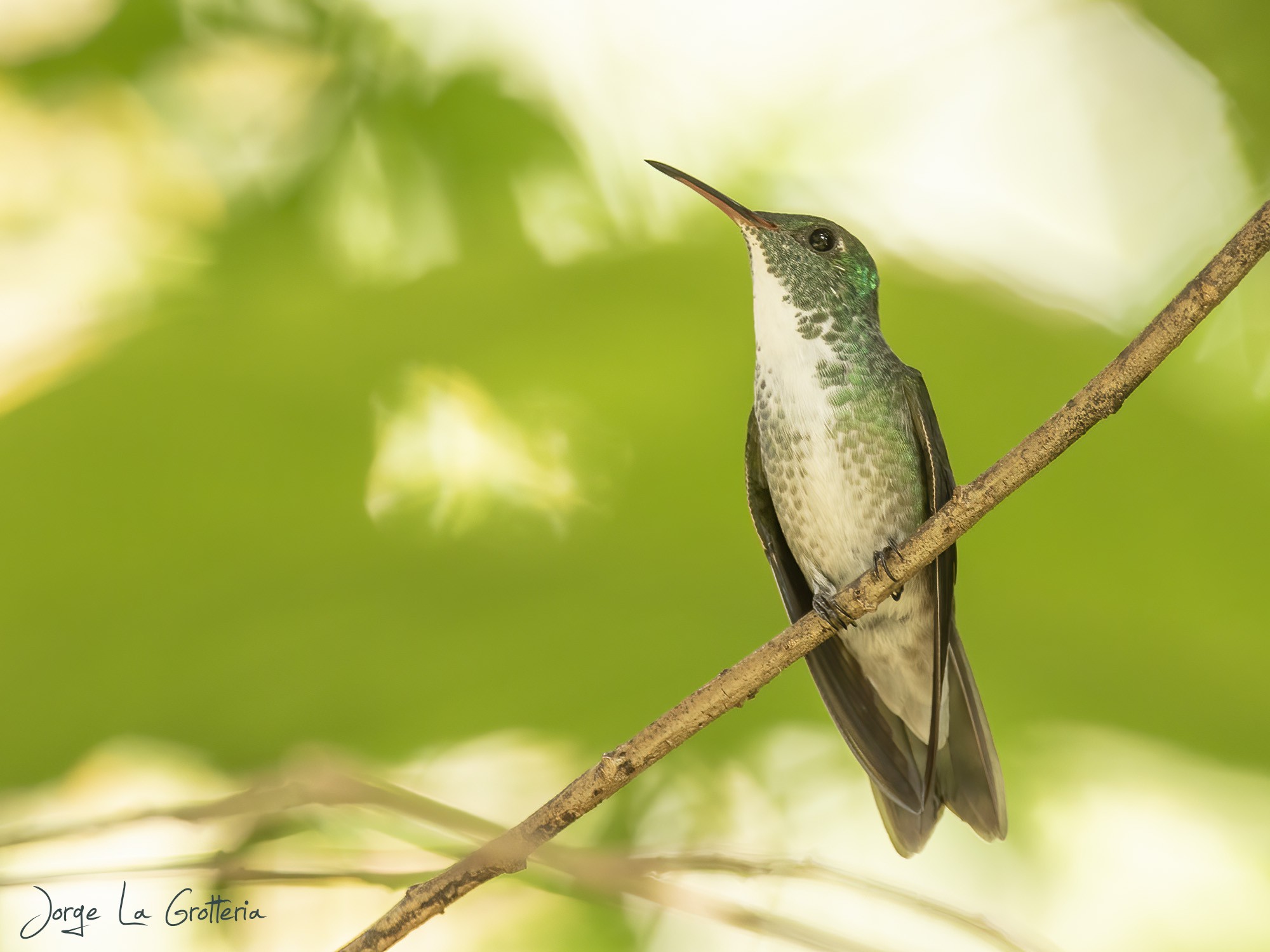 Picaflor Esmeralda (Chrysuronia versicolor)