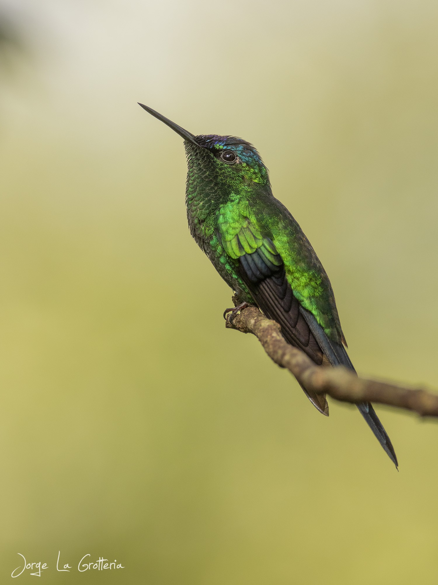 Thalurania&nbsp;glaucopis
