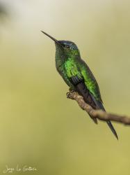 Picaflor Corona Violácea (Thalurania glaucopis)