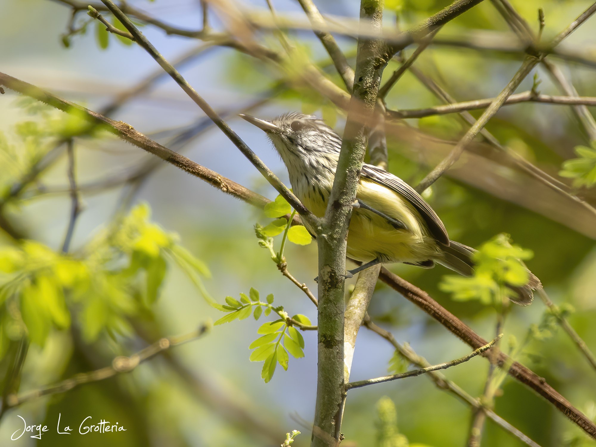 Tiluchi Enano (Terenura maculata)