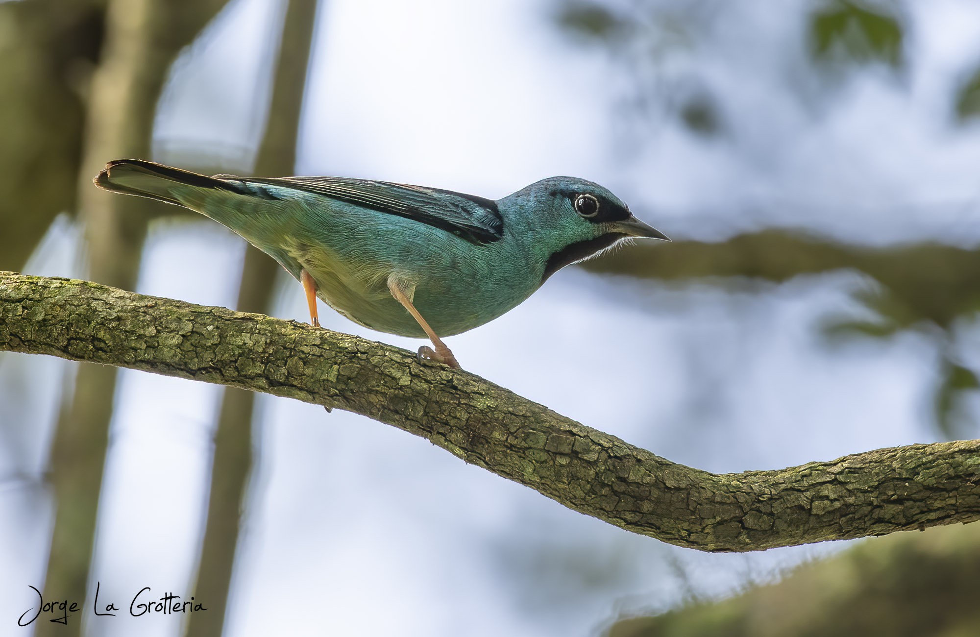 Saí Azul (Dacnis cayana)