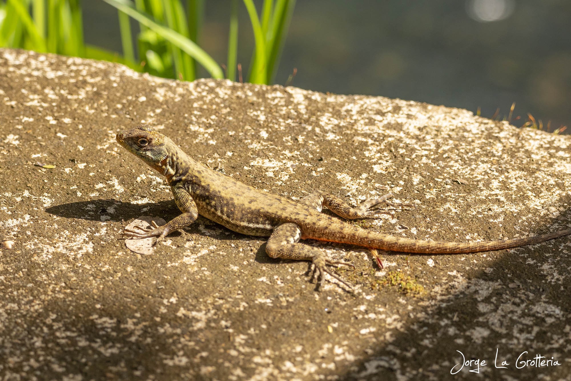 Lagarto Trepador (Tropidurus catalanensis)