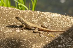Foto Lagarto Trepador