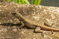Foto Lagarto Trepador