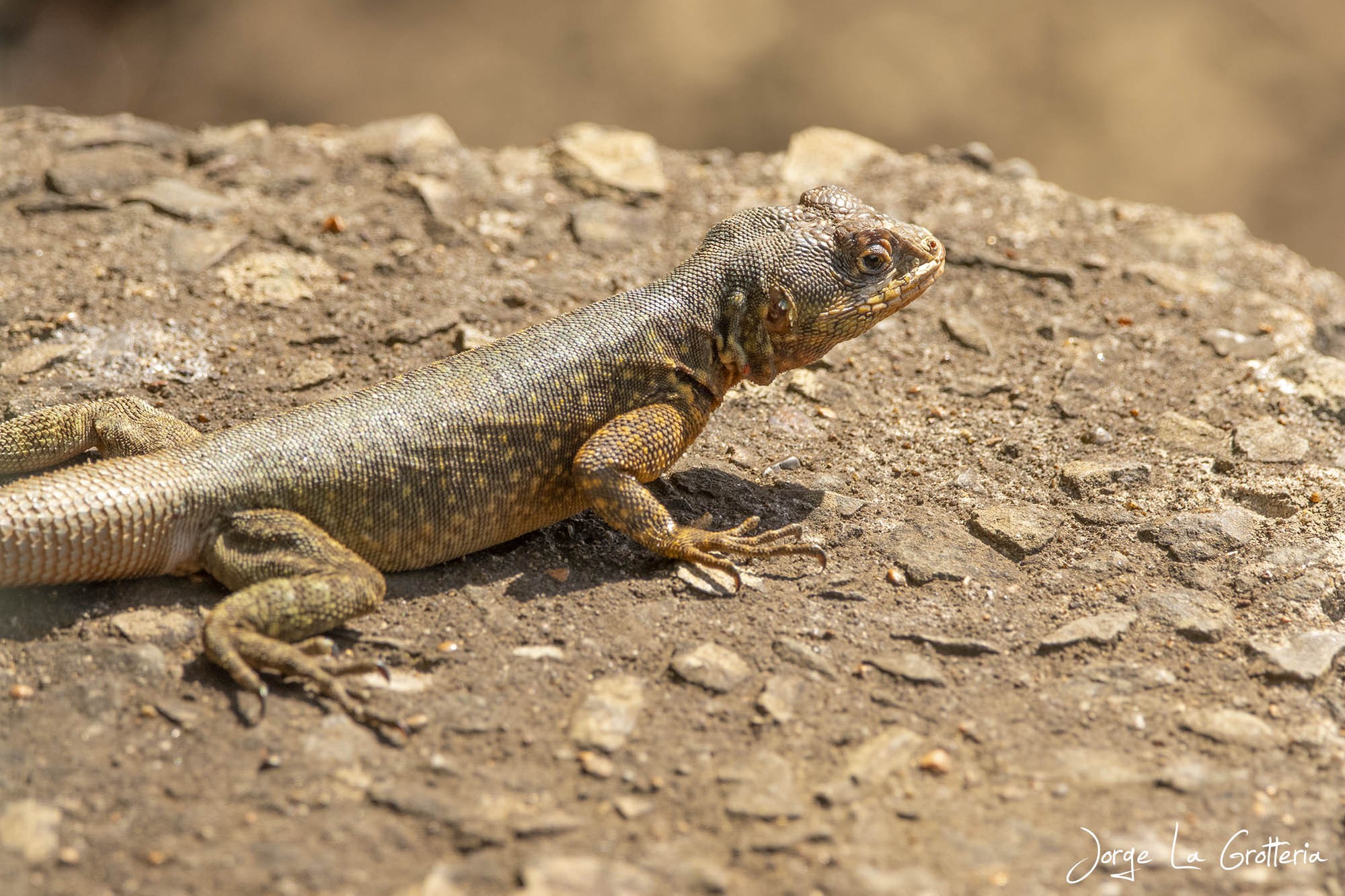 Lagarto Trepador (Tropidurus catalanensis)
