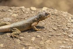 Foto Lagarto Trepador