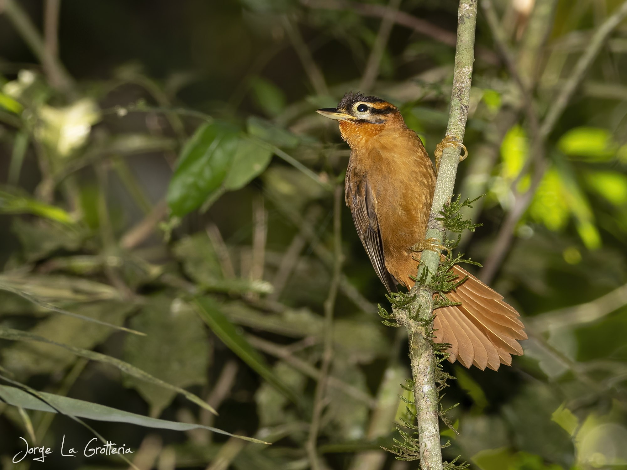 Ticotico Cabeza Negra (Philydor atricapillus)
