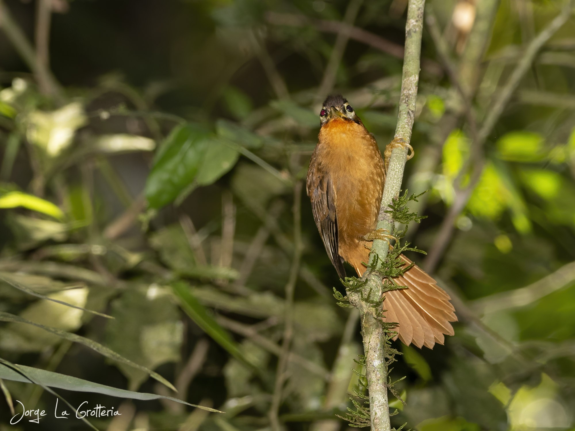 Ticotico Cabeza Negra (Philydor atricapillus)